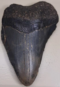 BLACK MEGALODON SHARK TOOTH Approx.  2.25"x 3.75" - REAL FOSSIL NO RESTORATION  - Picture 1 of 4