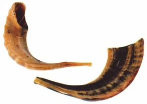 SHOFAR - Picture 1 of 3