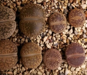 Lithops aucampiae mix 100seeds - Picture 1 of 2