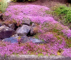 CREEPING THYME DWARF GROUND COVER Thymus Serpyllum - 25,000 Bulk Seeds - Picture 1 of 1