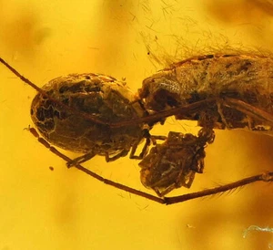 Chironomidae (Midge) con dos ácaros parásitos, inclusión fósil en ámbar báltico - Imagen 1 de 7
