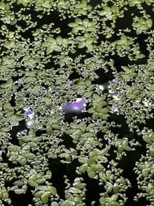 Duckweed Indoor Grown Live Organic Aquarium Mixed - 2 OZ Cup - Picture 1 of 4