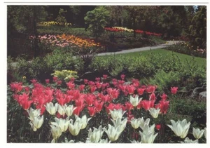 Tulips, Minter Gardens, Chilliwack, British Columbia, Chrome Postcard - Picture 1 of 2