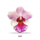 Île de Niue 2020 fleur de renommée mondiale - pièce d'argent orchidée forme spéciale 1 oz