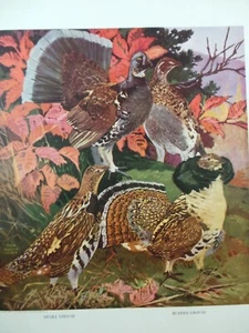 1917 DUSKY & RUFFED GROUSE American Game Birds Lynn Hunt Du Pont Large Print - Bild 1 von 4