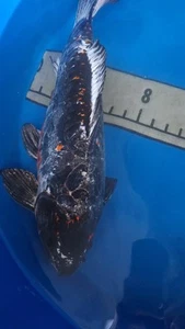 20in Beni Kikokuryu Japanese Koi Live Imported KoiGazer - Picture 1 of 11