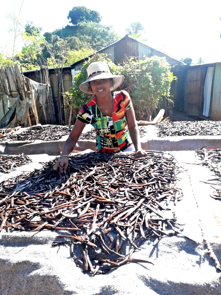 20 Gourmet Bourbon Vanilla Pods from Madagascar 18/20cm 2024 by Producer - Image 1 of 4