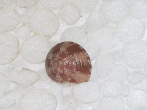STEROMPHALA NEBULOSA WOOOOOOW - Imagen 1 de 2