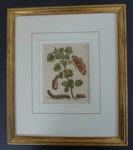 Maria Sibylla Merian: Original-Kupferstich: Stachelbeerblüte um 1705 - Bild 1 von 7
