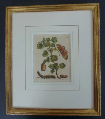 Maria Sibylla Merian: Original-Kupferstich: Stachelbeerblüte um 1705 - Bild 1 von 4