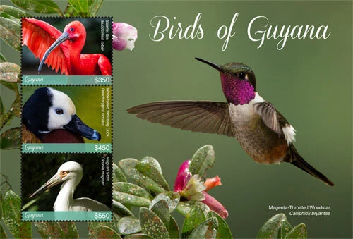 Guyana 2017 - Birds of Guyana - Sheet of 3 Stamps - MNH - Image 1 of 1