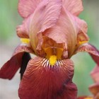 Iris germanica Action Front  bareroot  - bearded iris