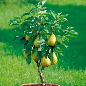 Birnenbaum Mini Zwerg Garden Pearl - Winterhart Obstbaum Pflanze 80cm / 140cm - Bild 1 von 6