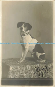 R618991 Hund - Bild 1 von 4