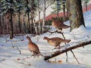 Auerhuhn im Winter von Owen Gromme - Bild 1 von 1
