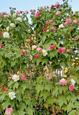 HIBISCUS MUTABILIS 1 pianta alveolo ibisco cangiante mutabile fiori multicolori