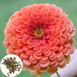 60 Stücke Blumensamen Landschaftsbau Umweltfreundliche Schöne Zinnia Pflanzen Bl - Bild 1 von 12