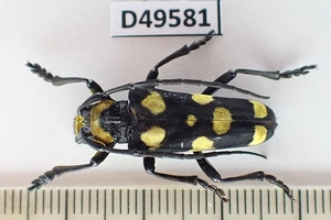 D49581. Insects, butterflies: Cerambycidae sp. North Vietnam. - Picture 1 of 2