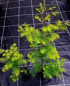 1 x Urwelt Mammutbaum Metasequoia glyptostroboides Topf 65-70 cm - Bild 1 von 2