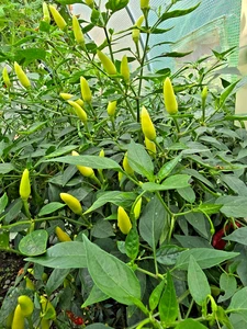 Birds Eye Chilli White Kanthar Hot & Spicy Flavored Pepper Variety 10 Seeds - Picture 1 of 7