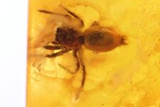 Jumping Spider Salticidae. Fossil inclusion in Baltic amber #11649