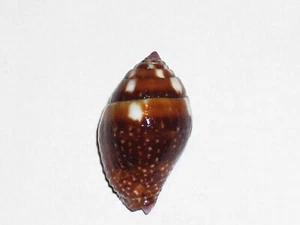 PYRENE FLAVA AMAZING PATTERN - Picture 1 of 2