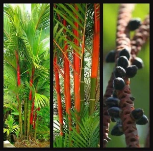 LIPSTICK PALM TREE SEEDS - Picture 1 of 2
