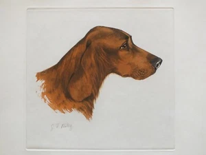 Georges Frederic Rötig - tirage signé - Chien Setter Irlandais - Imagen 1 de 4
