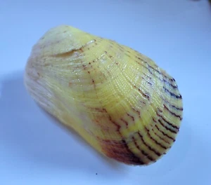 Sea Shells- Trisidos semitorta- 100mm- NICE COLOR!!! - Picture 1 of 4