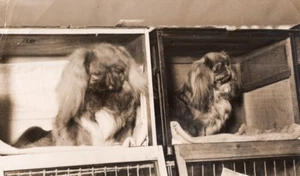 London Cruft's Dog Show 2 Pekingese Dogs Old Photo 1930 - Imagen 1 de 4