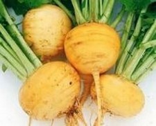 Turnip- Amber globe- 100 Seeds -  