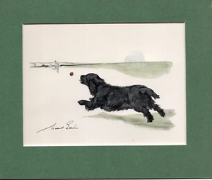 Maud Earl ~ Cocker Spaniel ~ Gun Dog. Hand Coloured Print Genuine Vintage 1929 - Picture 1 of 2
