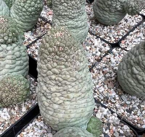 Larryleachia cactiformis (syn Trichocaulon cactiforme) SEEDS - - no stapelia wh - Imagen 1 de 3