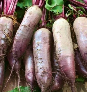 BEET SEEDS 100+ CYLINDRA survival GARDEN healthy SWEET VEGETABLES FREE SHIPPING - Picture 1 of 1