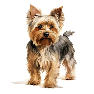 Yorkshire Terrier Auto Aufkleber 9X9 cm Hunde Sticker - Bild 1 von 1