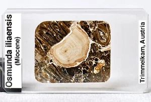 Osmunda iliaensis fern + rare ingrown Taxodium root microscope slide Trimmelkam - Picture 1 of 7