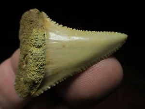 1-3/4 pulgadas GRAN FÓSIL DE DIENTE DE TIBURÓN BLANCO Chile CHILENO GW Dientes - Imagen 1 de 8