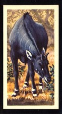 Brooke Bond Asian Wild Life (1962) Nilgai No. 35