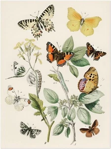 Vintage Butterfly Illustration, Framed/Unframed/Digital Poster Wall Art Print - Picture 1 of 11