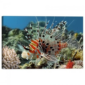 Cadre D'Impression Sur Toile Poisson Spotfin Lionfish - Imagen 1 de 1