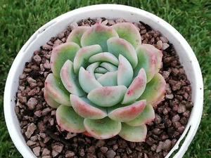 Echeveria White Mexican Elegance Rose 7cm diameter succulent - Bild 1 von 7