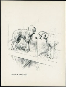 BEDLINGTON TERRIER PERROS EN EXHIBICIÓN ENCANTADORA IMPRESIÓN ARTÍSTICA DE PERRO VINTAGE DE 1930 por KF BARKER - Imagen 1 de 1