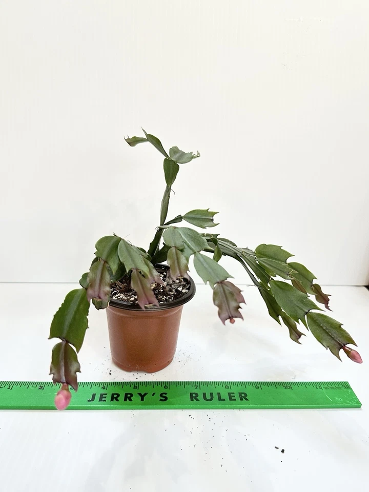 Acción de Gracias / Cactus de Navidad - Planta viva en maceta Zygo rojo Foto 1 de 4