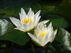 Snow Princess Dwarf water lily - pond plants water lilies aquatic plants fish - Picture 1 of 3