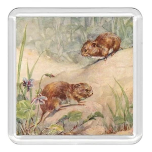 Field Vole Wildlife  Nature Acrylic Coaster Novelty Drink Cup Mat Great Gift - Picture 1 of 1