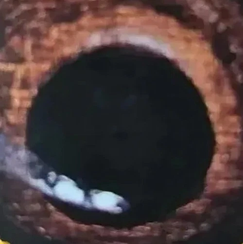 All Creatures Great And Small By Templar Company, Illust. by David Anstey., 1991 Foto 1 de 1