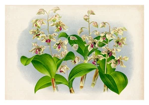 Dendrobium Atroviolaceum by Jean Linden Orchids A4 Art Print - Picture 1 of 1