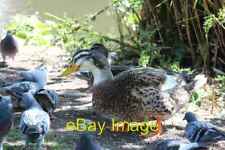 Photo 6x4 Appleyard duck by the Duck Pond Hereford  c2013