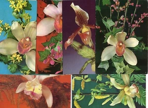 Germania anni 90 ORCHIDE 12X cartoline illustrate diverse edite da PLANET / Berlino - Foto 1 di 3