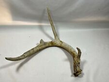 4 Point Whitetail Deer Buck Antler Shed Taxidermy Horn Man Cave 22